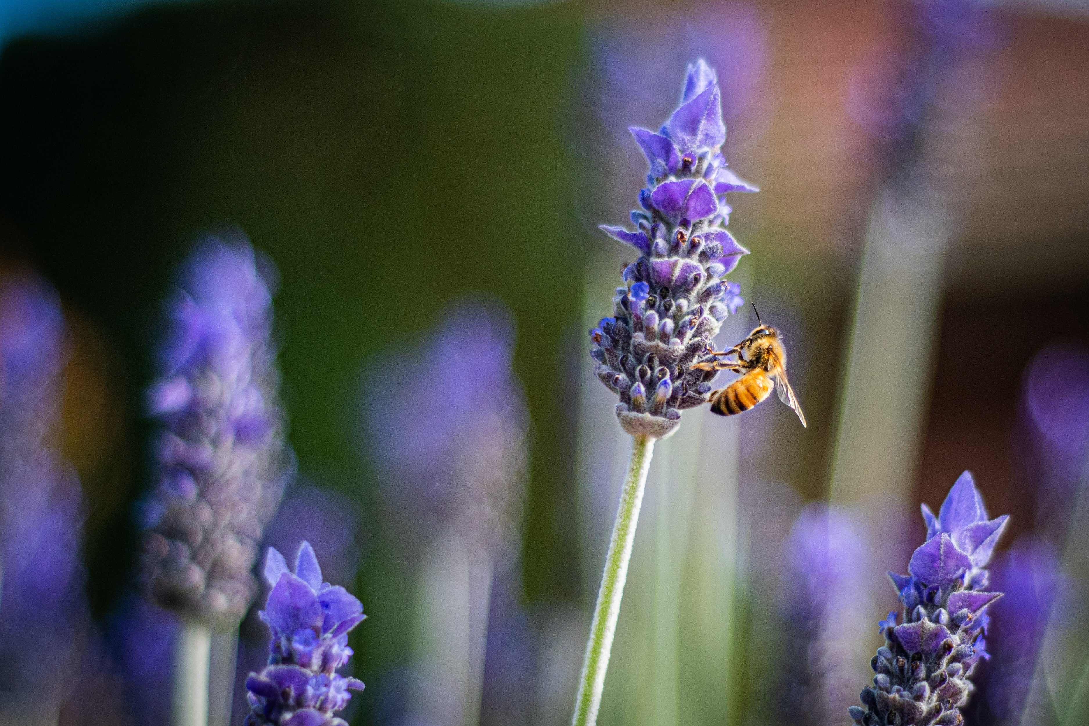 Let's create a sanctuary for the bees ❀